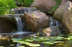 Ecosystem Pond Picture